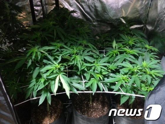 본문 이미지 - 범행현장에서 발견된 대마초. (서울 남대문경찰서 제공) 2015.6.24/뉴스1 ⓒ News1 정재민 기자