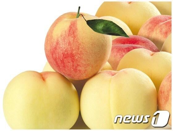 본문 이미지 - 충북 음성군의 대표 농특산물인 햇사레 복숭아가 올해 첫 출하됐다 ⓒNews1
