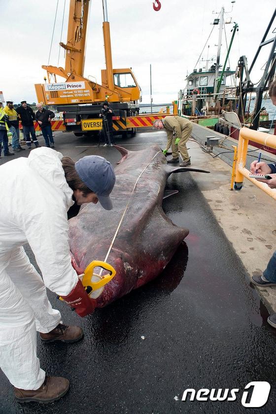 본문 이미지 - 호주서 24일(현지시간) 길이 6.3m 무게 2.6톤에 달하는 초대형 돌묵상어가 잡혔다. 이 돌묵상어를 잡은 어부는 호주 빅토리아 박물관에 기증했으며 박물관은 연구 목적으로 쓸 예정이다. 사진은 22일 촬영됐다. ⓒ AFP=뉴스1