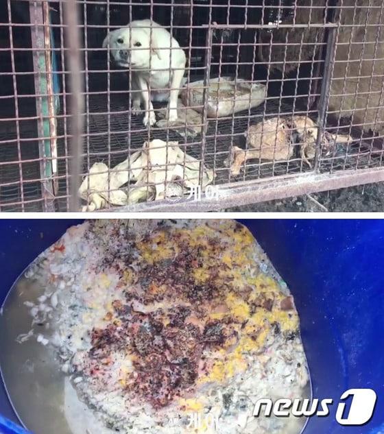 본문 이미지 - 경기도 광주시에 위치한 개 농장의 충격적인 실태가 공개됐다. 이 농장 견사(뜬장)에는 120여마리의 개들과 함께 개의 사체도 발견됐다.(사진 &acute;케어&acute; 제공) ⓒ News1