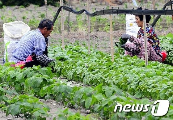 본문 이미지 - 경남 밀양시 산외면 노지에서 노부부가 들깻잎을 수확하고 있다.  ⓒ News1 최재호 기자