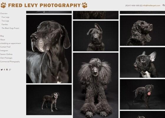 본문 이미지 - 동물전문 사진가 프레드 레비의 '블랙 독 프로젝트' 작품들. 그는 사진을 통해 검은색 개를 둘러싼 부정적인 선입견을 없애는데 앞장서면서 반려견 입양시 털의 색깔만 고려하는 것은 옳지 않다는 메세지를 전달하고 있다. (사진 프레드 레비 홈페이지 캡처)ⓒ News1