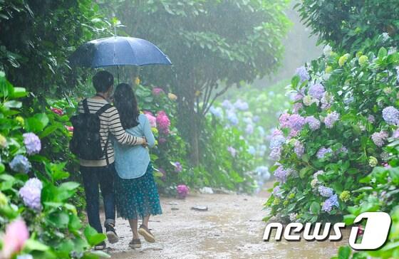 본문 이미지 - 부산·경남 지역이 장마전선의 영향을 받아 비가 내리는 가운데 30일 오후 부산 영도구 태종사 에서 열리고 있는 ‘제10회 태종사 수국축제’를 찾은 관람객들이 수국을 구경하고 있다. 축제는 다음달 5일까지 열린다. ⓒ News1 이승배 기자