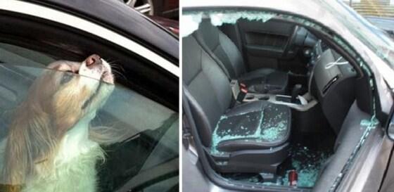 본문 이미지 - 무더운 날씨가 지속되는 여름날 자동차 안에 반려동물을 잠시라도 혼자 두는 것은 매우 위험하다.(사진 온라인 미디어 유니래드)ⓒ News1