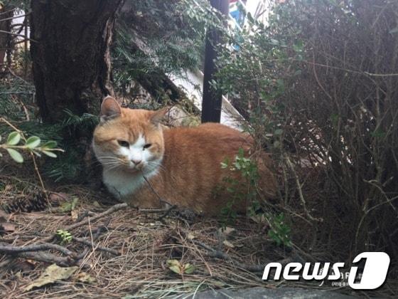 본문 이미지 - 제공:카라 홈페이지ⓒ News1