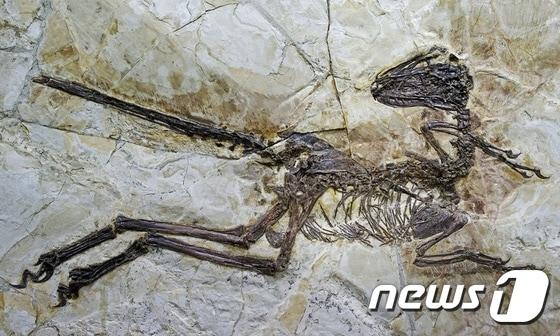 본문 이미지 - 중국 랴오닝 성에서 발견된 첸유안롱 수니 화석. (류 준창) ⓒ News1