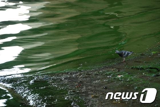 본문 이미지 - 20일 오후 서울 동작구 본동 인근 한강에서 비둘기가 먹이를 찾고 있다. 서울시는 지난 주말 단비로 잠시 주춤했던 한강 녹조농도가 다시 소폭 상승해 비가 오기 전 수준으로 치솟고 있다고 17일 밝혔다. 2015.7.20/뉴스1 / (서울=뉴스1) 신웅수 기자 ⓒ News1