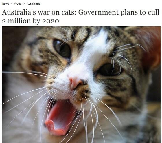 본문 이미지 - 영국 매체 인디펜던트는 호주 정부가 멸종위기종 보호를 목적으로 향후 5년 간 길고양이 200만 마리를 살처분 하는 계획을 발표했다고 보도했다.(사진 인디펜던트 홈페이지 캡처)ⓒ News1
