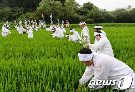 본문 이미지 - 광주 서창동 발산마을 들녘에서 열린 서창 만드리 풍년제 자료 사진.(광주 서구청 제공. 재판매 및 DB 금지)