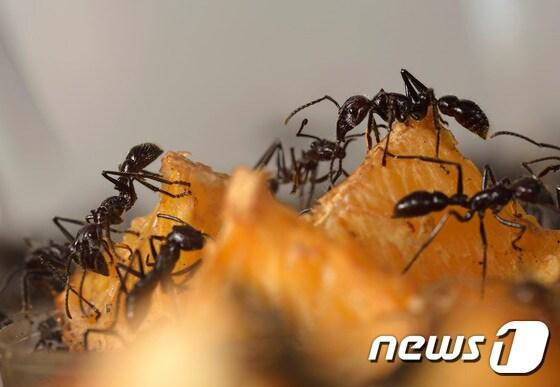 본문 이미지 - 먹이 앞에 모인 개미들 ⓒ AFP=뉴스1