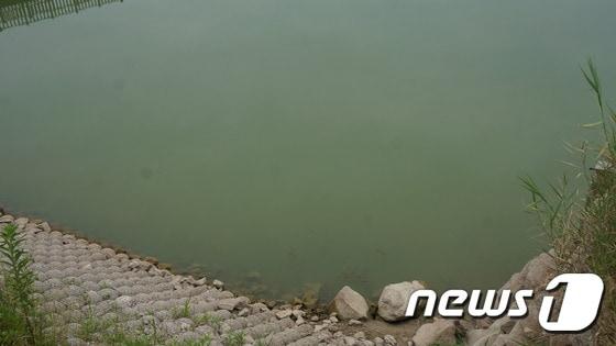 본문 이미지 - 녹조현상 자료사진. 사진은 이해를 돕기 위한 것으로 기사내용과 직접 관련 없음 ⓒ News1