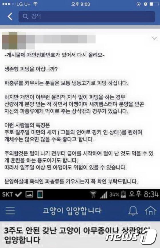 본문 이미지 - 지난 4일 온라인 고양이 커뮤니티에 올라온 분양글이 육식 파충류인 뱀의 '생존형 피딩'을 위한 것이 아니냐며 거센 논란이 일어나고 있다.ⓒ News1