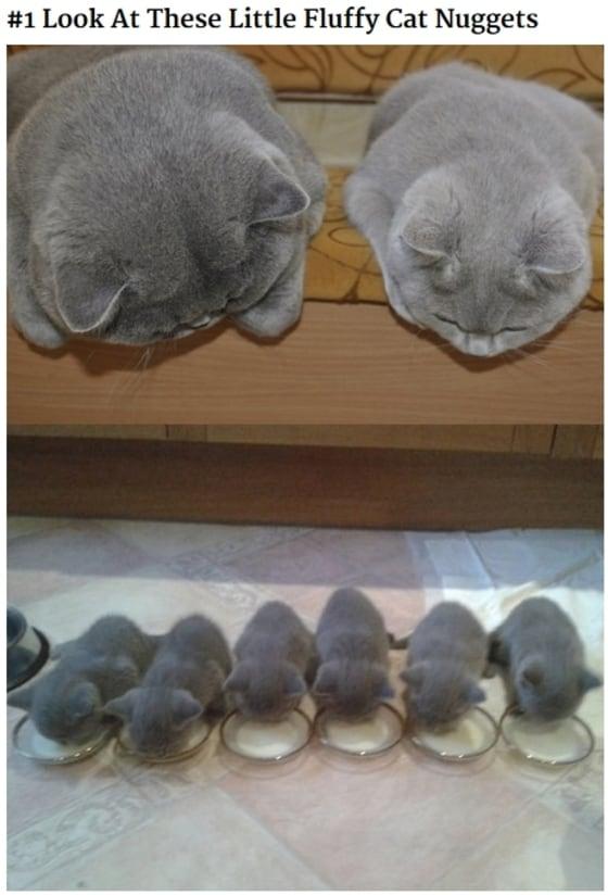 본문 이미지 - 온라인 미디어 '보어드판다'는 지난 1일 어미 고양이와 새끼 고양이가 함께 찍은 사진들을 공개해 눈길을끌고 있다.(사진 보어드판다 해당 기사 캡처)ⓒ News1