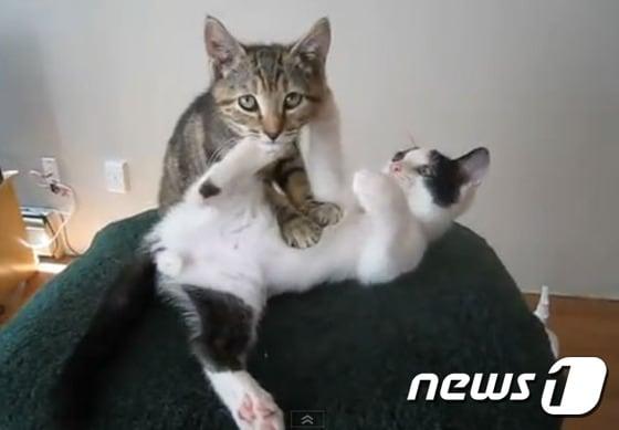 본문 이미지 - 유튜브에 올라온 고양이 &acute;꾹꾹이&acute; 영상이 보는 이들을 미소짓게 만든다.(사진 유튜브 영상 캡처)ⓒ News1