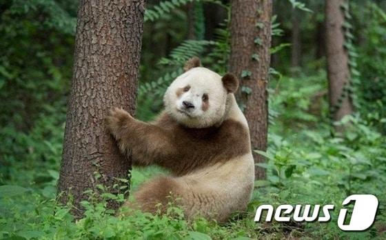 본문 이미지 - 올해 5살인 갈색판다 ‘치자이(七仔)’.  (출처: 중광보)  ⓒ 뉴스1