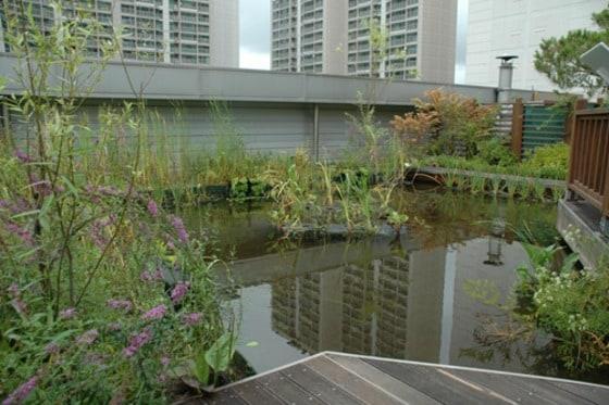 본문 이미지 - 서울 잠실에 위치한 잠일초등학교 옥상에 조성된 '인공습지' (환경부 제공) 