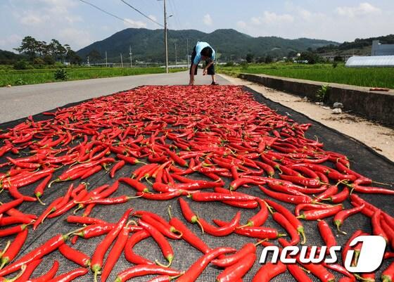 본문 이미지 - . 2015.8.28/뉴스1 / (광주=뉴스1) 황희규 기자 ⓒ News1