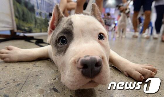 본문 이미지 - 영국 동물구호단체 PDSA가 최근 발표한 자료에 따르면 반려동물 문화가 발전한 영국에서도 개 4마리 중 1마리가 외로움으로 인한 우울증을 겪고 있다.(자료사진)/뉴스1 ⓒ News1 신웅수 기자