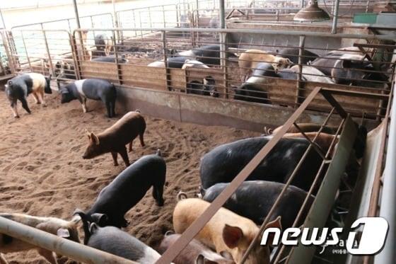 본문 이미지 - 돼지 사육 농가. /뉴스1DB