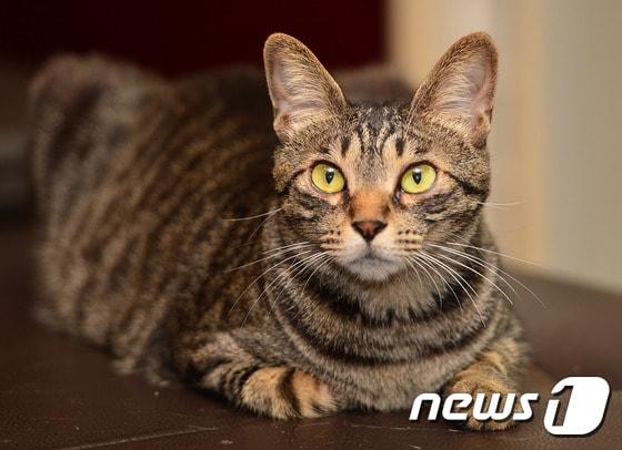 본문 이미지 - ⓒ News1 변지은 인턴기자