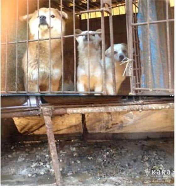본문 이미지 - 식용개 사육장의 개들은 도살되기까지 발조차 디딜 수 없는 열악한 뜬장에서 산다. 대부분 이렇게 키워진 개들은 바로 옆 도살장에서 도살 해체 되어 시장으로 팔린다. (사진 카라 제공)ⓒ News1