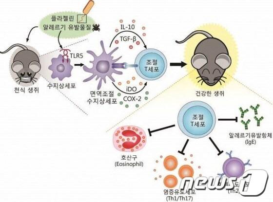본문 이미지 - 전남대 새로운 기관지천식 치료법 개념도.(전남대 제공) ⓒ News1 황희규 기자