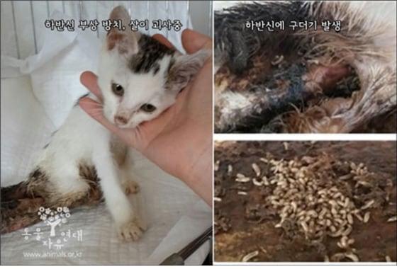 본문 이미지 - 지난달 17일 고양시 동물보호센터에 입소한 새끼고양이가 하반신 골절로 상처부위가 썩어 구더기까지 생겼음에도 기본적인 치료도 받지 못한 채 결국 24일 안락사됐다. (사진 동물자유연대 제공)
