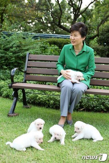 본문 이미지 - 박근혜 대통령은 청와대 관저에서 태어난 진돗개 강아지 5마리의 이름을 각각 평화·통일·금강·한라·백두로 지었다고 페이스북을 통해 20일 전했다.(박근혜 대통령 페이스북)ⓒ News1