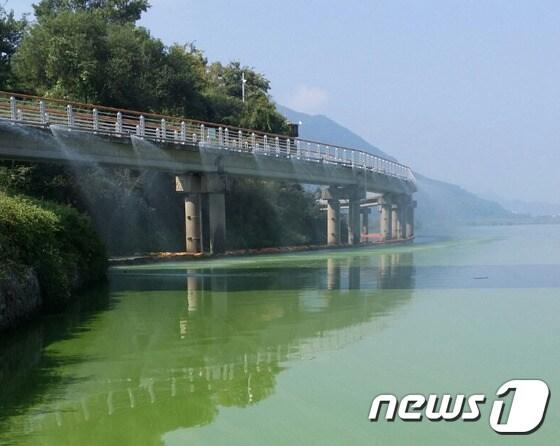본문 이미지 - 함안본포 취수장 부근 녹조가 걸죽한 상태로 창궐하고 있다. ⓒ News1 이철우 기자
