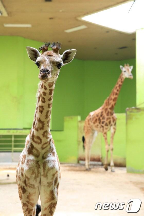 본문 이미지 - 서울대공원 새끼 기린 '엘사' ⓒ News1