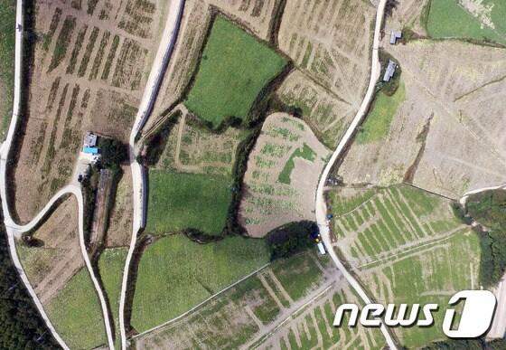 본문 이미지 - 기사 이해를 돕기 위한 과거 강원 태백시 매봉산 고랭지 배추밭 자료 사진.  ⓒ News1