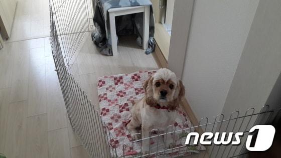 본문 이미지 - ⓒ News1