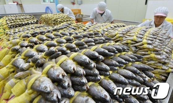 본문 이미지 - 영광굴비./뉴스1 ⓒ News1