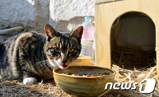 본문 이미지 - 고려대학교 고양이 쉼터에서 고양이가 사료를 먹고 있다. 2016.1.15/뉴스1 ⓒ News1 임경호 기자