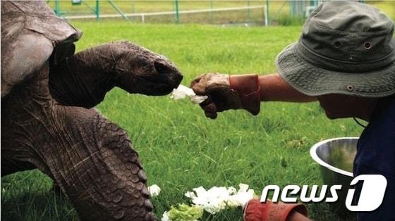 본문 이미지 - 수의사 조 홀린스가 세인트헬레나 섬 총독 관저 근처 잔디밭에서 조나단를 음식을 주고 있다.(사진 CBS뉴스 관련기사 캡처)ⓒ News1