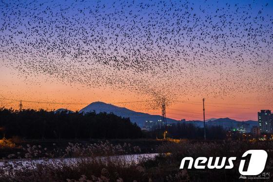 본문 이미지 - 울산 태화강 떼까마귀의 군무. ⓒ News1