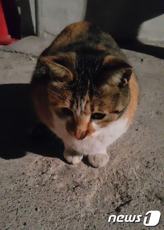 본문 이미지 - 서울 중구 주택가를 떠도는 길고양이. ⓒ News1
