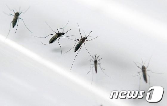 본문 이미지 - 지카 바이러스를 옮긴다고 알려진 이집트 숲 모기(Aedes aegypti) ⓒ AFP=뉴스1