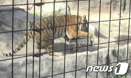 본문 이미지 - 연구진의 미션을 수행하고 있는 호랑이. (사진 출처 : 미국국립과학원회보(PNAS))ⓒ News1