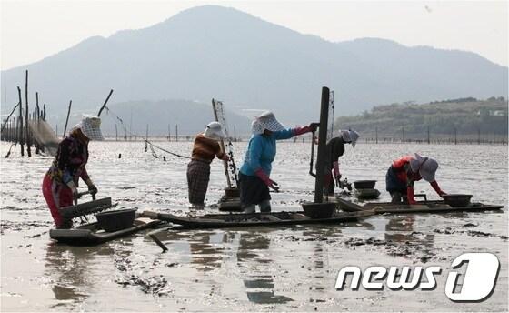본문 이미지 - 벌교갯벌 전경.(전남도 제공) 2016.1.27ⓒ News1