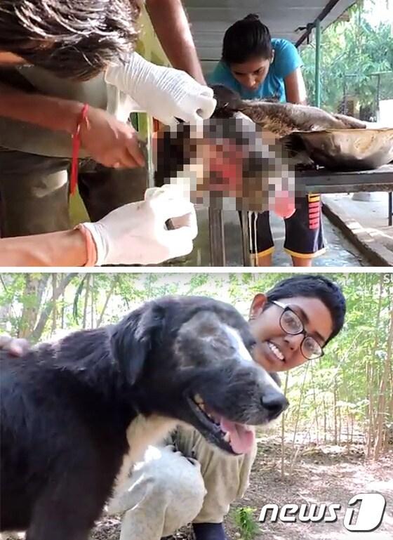 본문 이미지 - 구조된 칼루가 치료를 받는 모습(위)과 3개월 뒤 건강을 되찾은 모습(아래). (사진 The dog who grew a new face – Kalu’s astounding recovery 영상 캡처) ⓒ News1