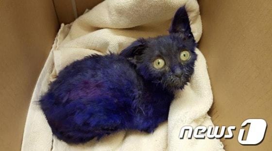본문 이미지 - 전세계에서 온정의 손길을 부른 보라색 새끼 고양이 '스머프'. (출처=Nine Lives Foundation 페이스북) ⓒ News1