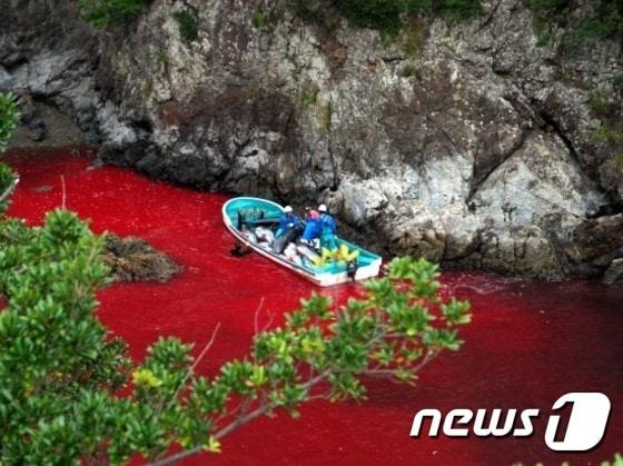 본문 이미지 - 일본 와카야마(和歌山)현 다이지초(太地町)에서는 매년 9월부터 이듬해 4월까지 돌고래를 가둔 뒤 작살로 잡는 전통이 이어져오고 있다.(사진 동물을 위한 행동 제공)ⓒ News1