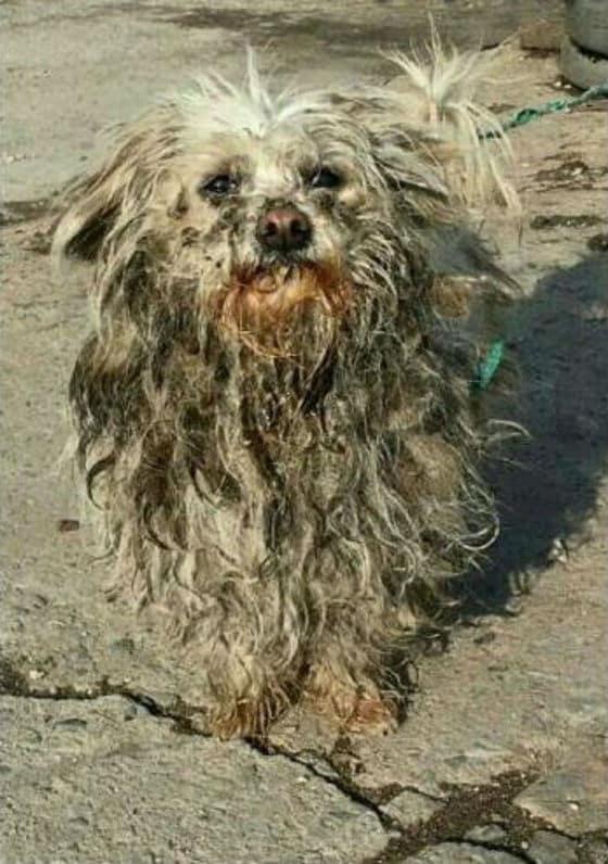 본문 이미지 - 강원도 원주에서 구조된 유기견의 모습. 사진은 구조 당시 모습. (케어 제공) ⓒ News1