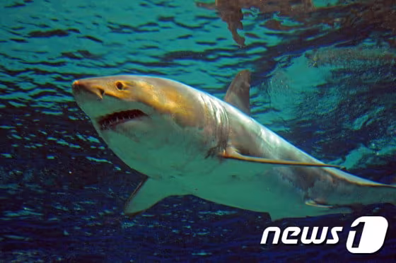 본문 이미지 - 백상아리 <자료사진> ⓒ AFP=뉴스1