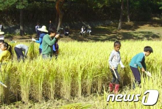 본문 이미지 - 2015년 현충사 전통 벼베기 체험 행사(문화재청 제공)