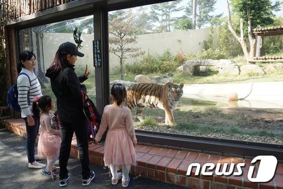 본문 이미지 - 전주 동물원이 문을 연 지 38년 만에 생태동물원으로 변신을 위한 첫 걸음을 뗐다.  전주동물원 호랑이사를 관람하는 시민들. ⓒ News1 김대홍 기자
