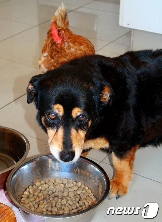본문 이미지 - 닭과 개(위 사진은 기사 내용과 무관)ⓒ News1