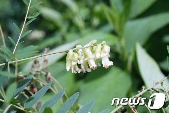 본문 이미지 - 고삼 꽃.(순천대 박종철 제공)2016.10.17/뉴스1 ⓒ News1 지정운 기자