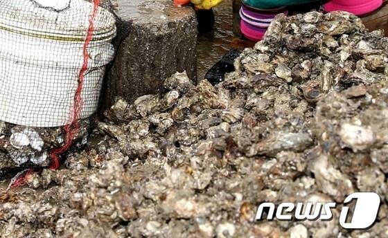 본문 이미지 - 굴 패각ⓒ News1